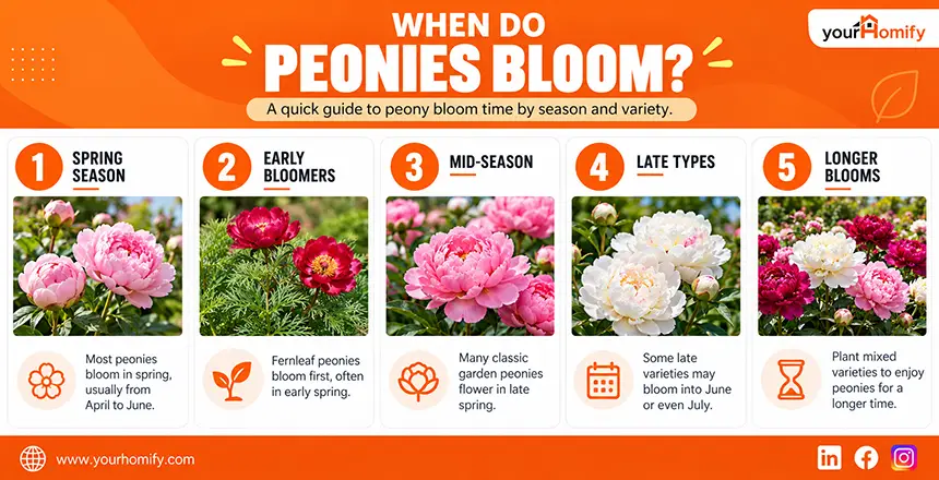 When Do Peonies Bloom
