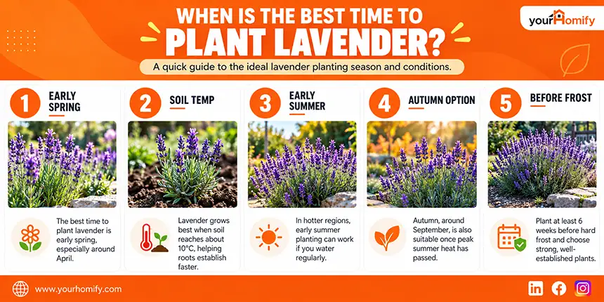 When Is the Best Time to Plant Lavender