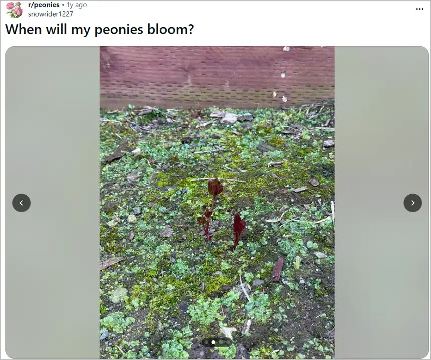 When Will Newly Planted Peonies Bloom