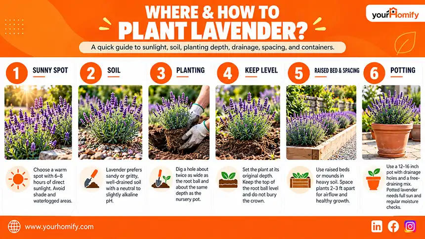 Where and How to Plant Lavender