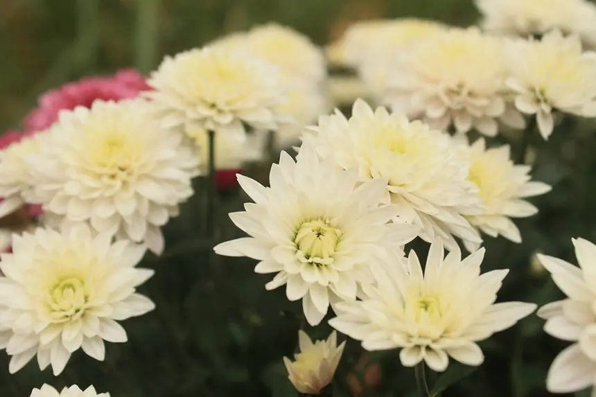 White Chrysanthemums