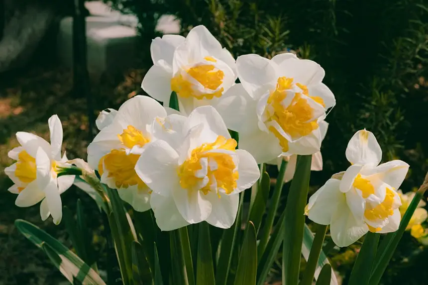 White Daffodil