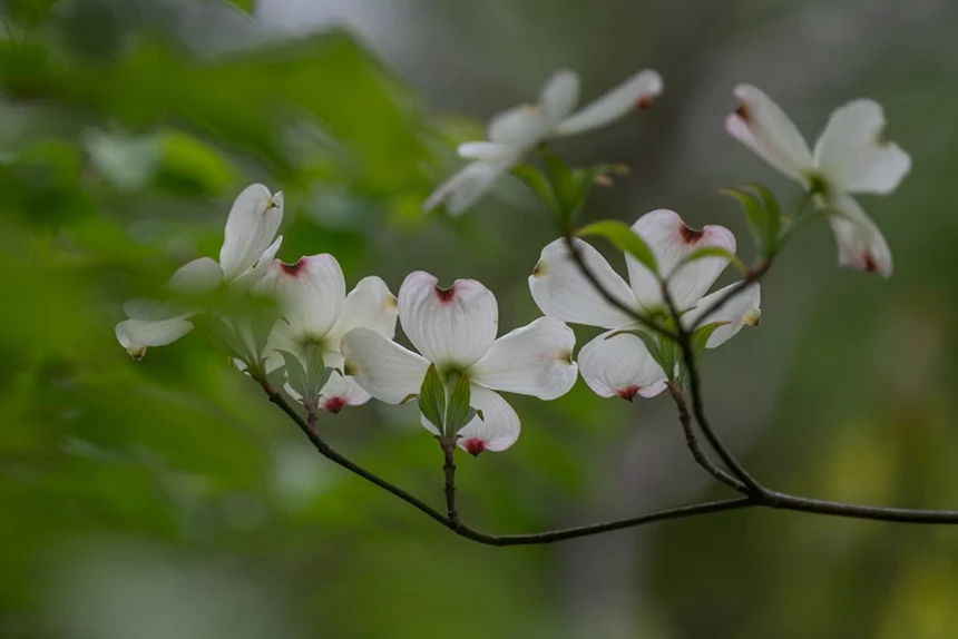 White Dogwood