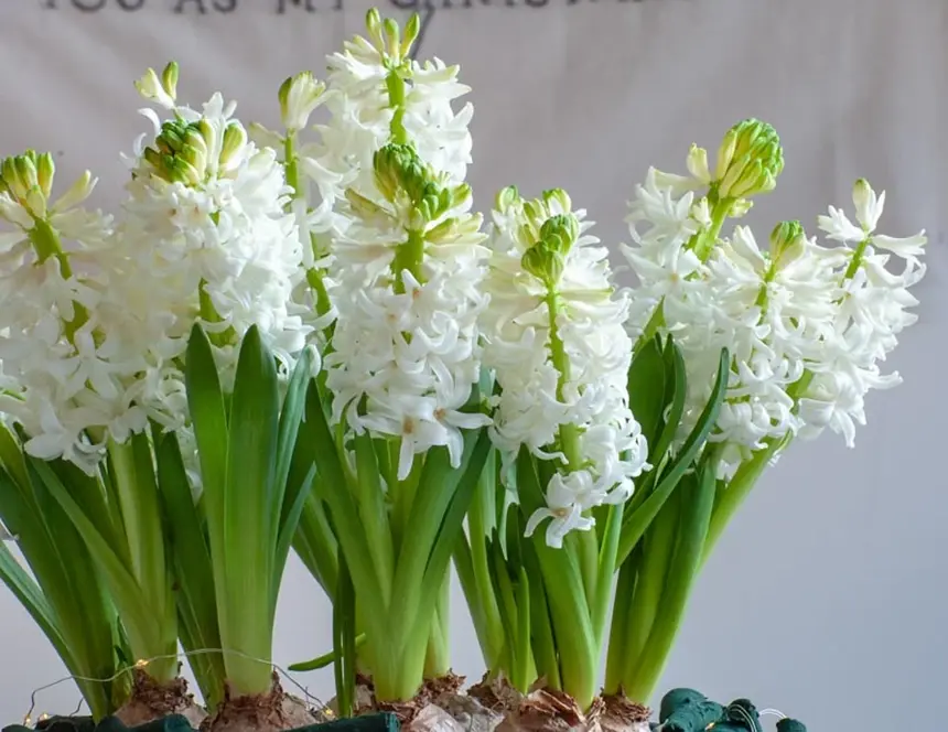 White Hyacinth