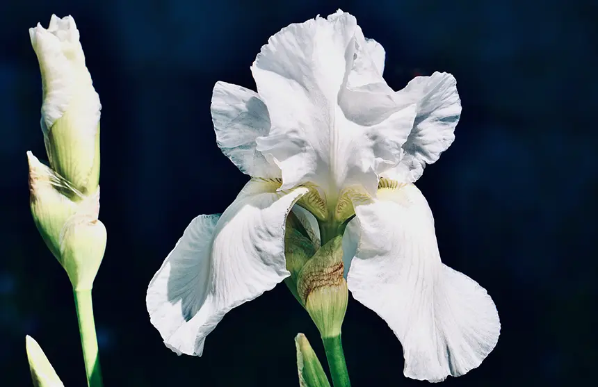 White Iris