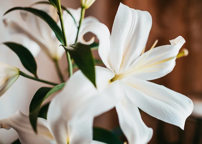 White Lily