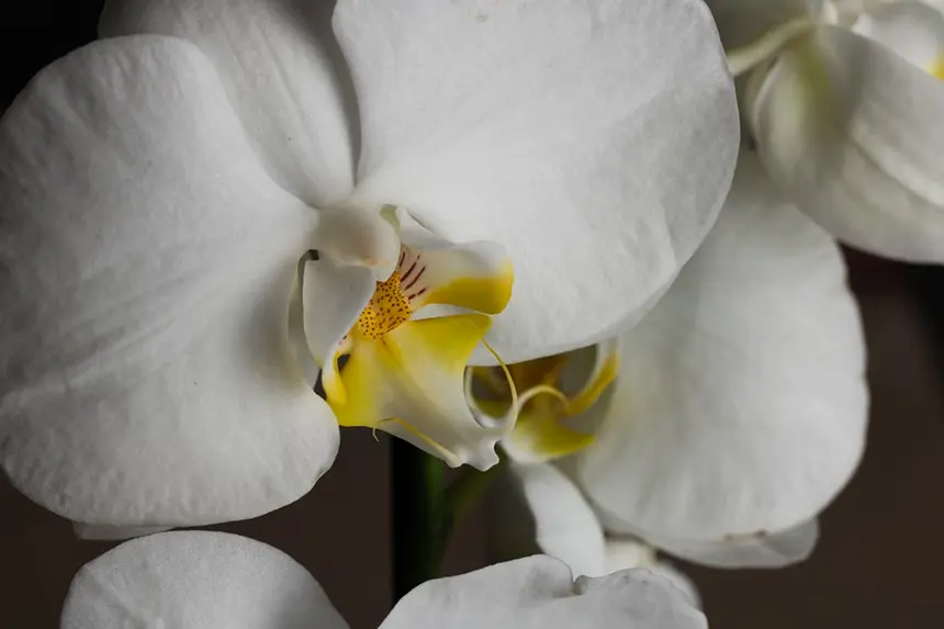 White Orchid