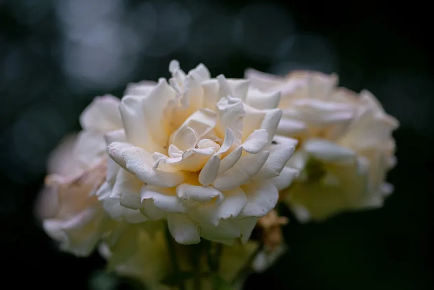 White Rose