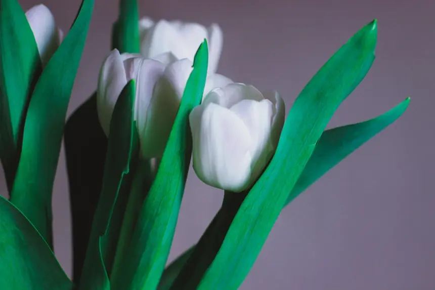 White Tulip
