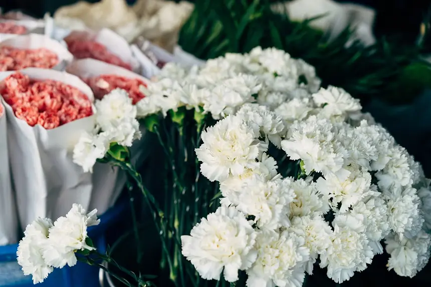 White Carnation