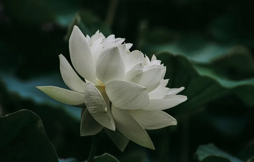 White Lotus