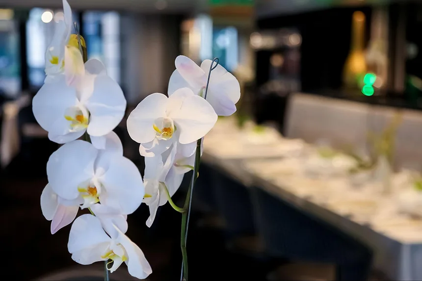 White orchids for decoration at a fancy venue