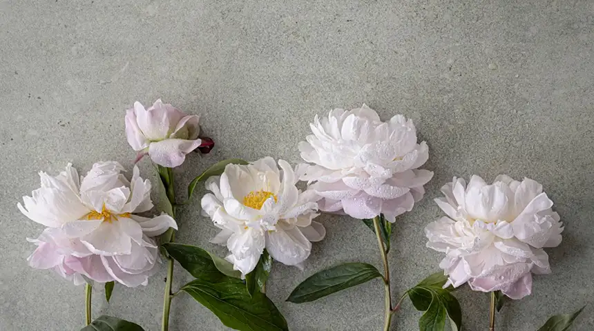 White Peony