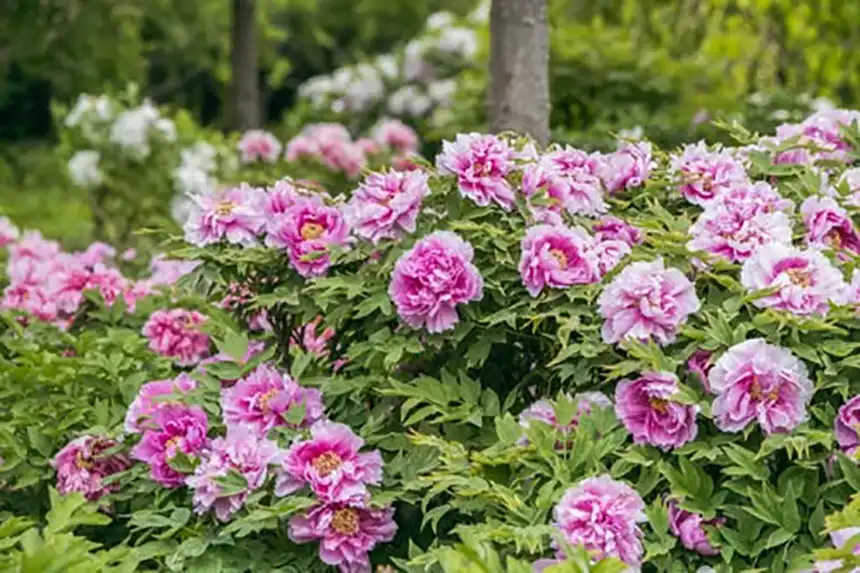 Woodland Peonies