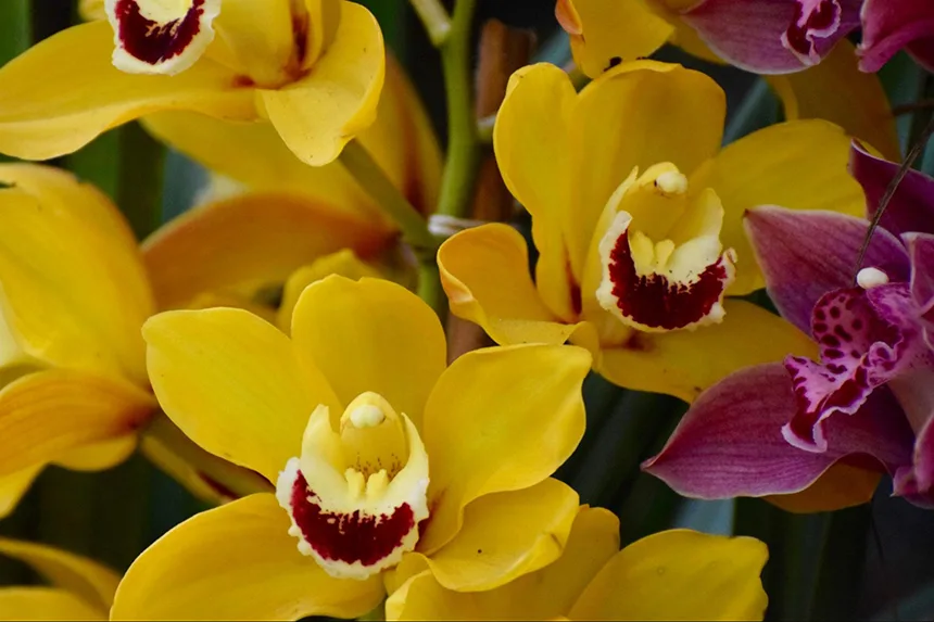 Yellow orchid flowers