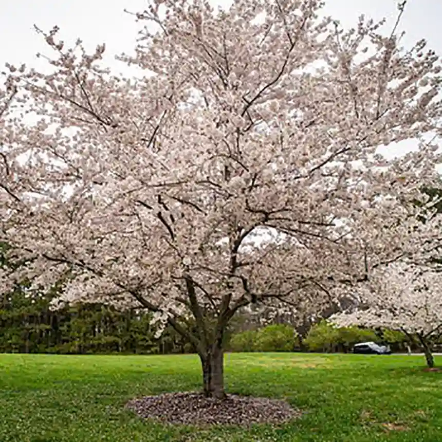 Yoshino Cherry Tree