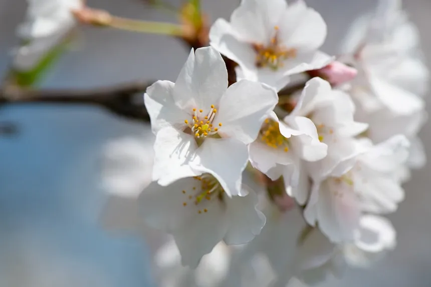 Yoshino Cherry