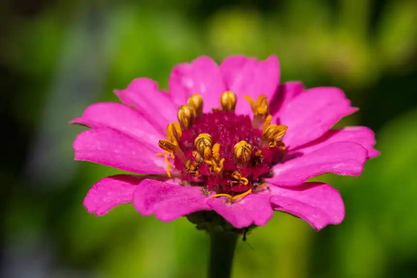 Zinnia