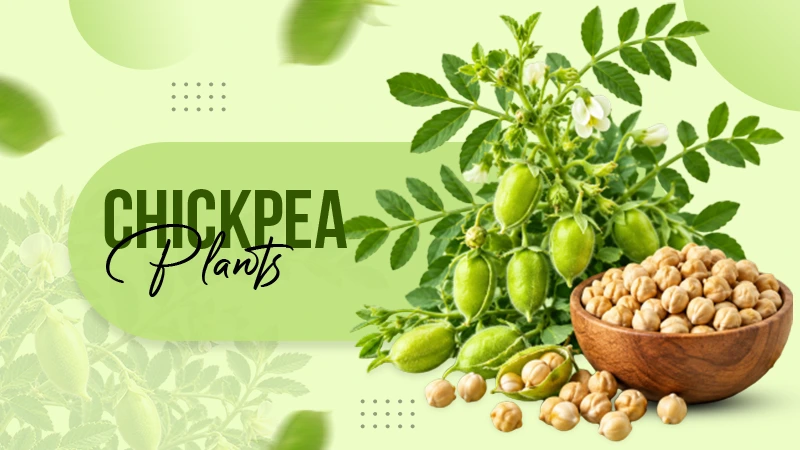 How to Grow Chickpea Plants (Garbanzo Beans) From Seed to Harvest