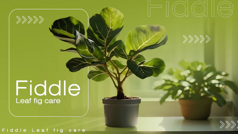 Fiddle Leaf Fig Care Guide: How to Care For The Tropical Houseplant Indoors and Outdoors