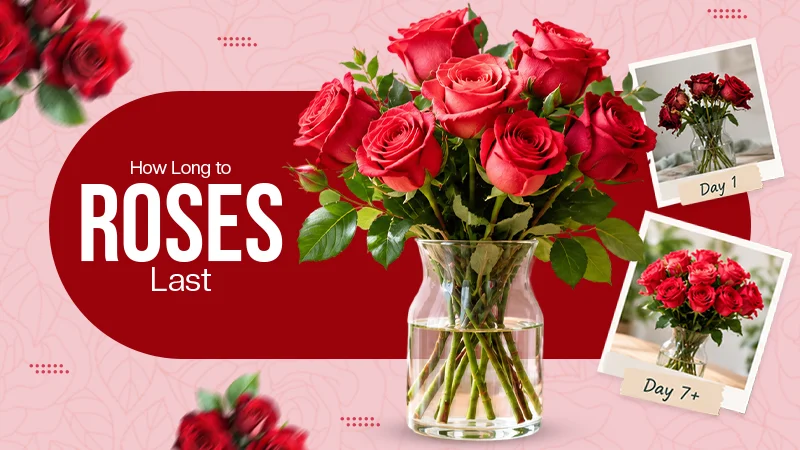How Long Do Roses Last? What to Expect and How to Extend It