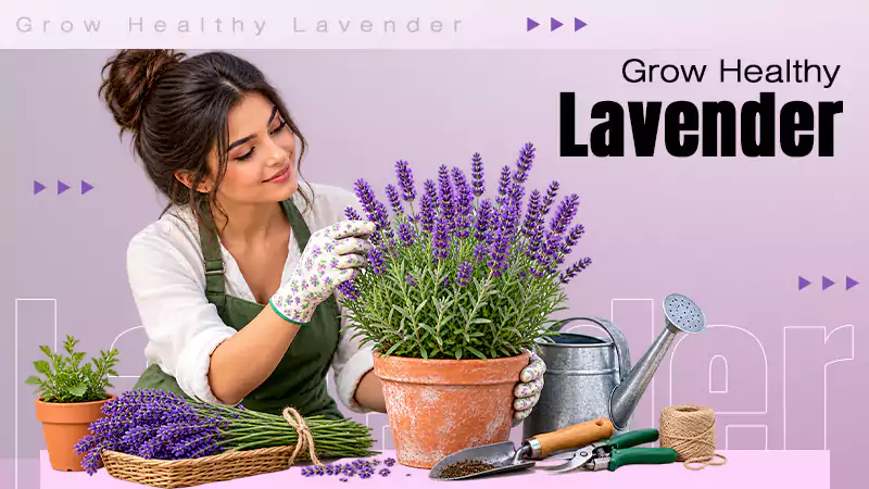 How to Plant Lavender for Healthy, Fragrant Blooms