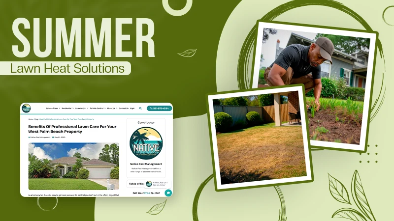 Why Your Lawn Struggles in Summer Heat—And How Professional Care Solves It