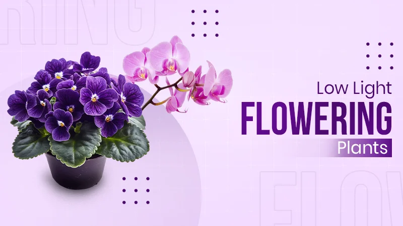 7 Flowering Houseplants That Bloom Brilliantly Without Direct Sunlight