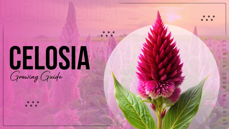 Planting Celosia: Brief Overview, How to Plant, Growing Conditions, Pest Problems, and Solutions