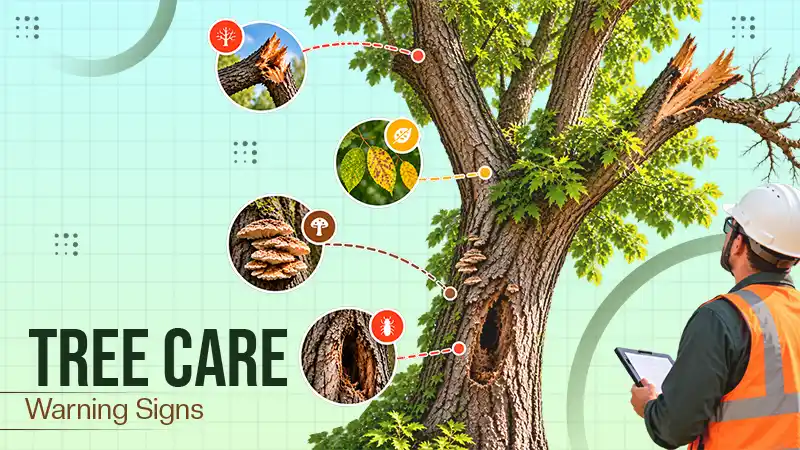 Signs Your Trees Need Professional Care or Removal