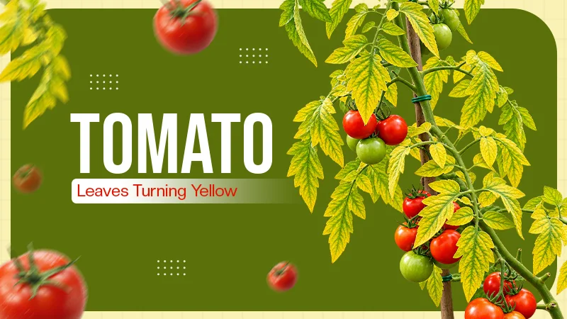 Why Are My Tomato Leaves Turning Yellow and Dying? All the Possible Reasons Explained!