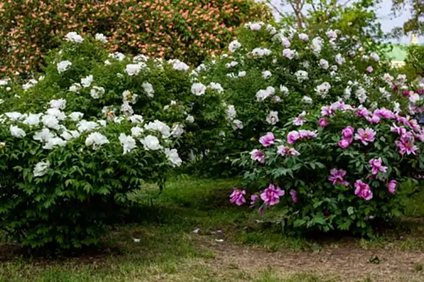 Tree Peonies