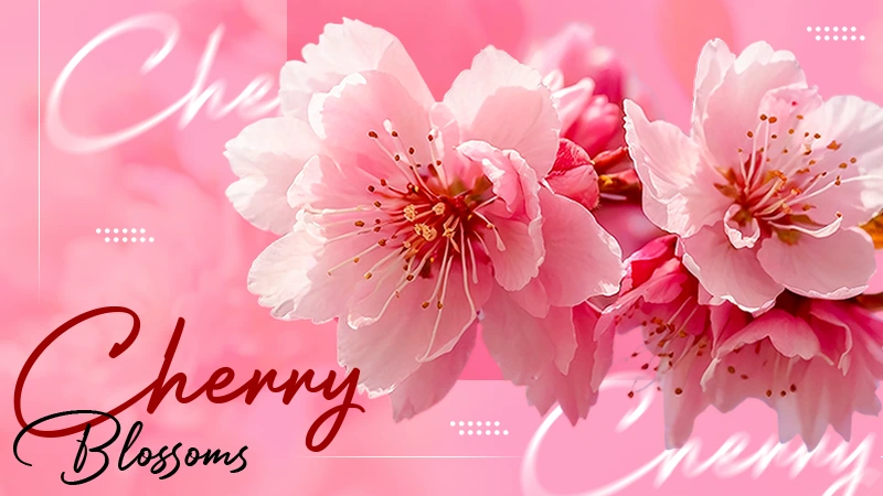 What Do Cherry Blossoms Symbolize? Meaning and Cultural Significance