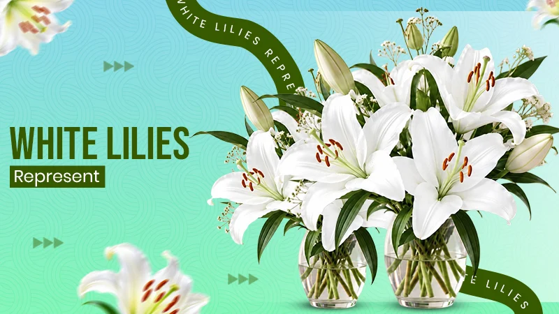 What Do White Lilies Represent? Meaning, Symbolism & Occasions