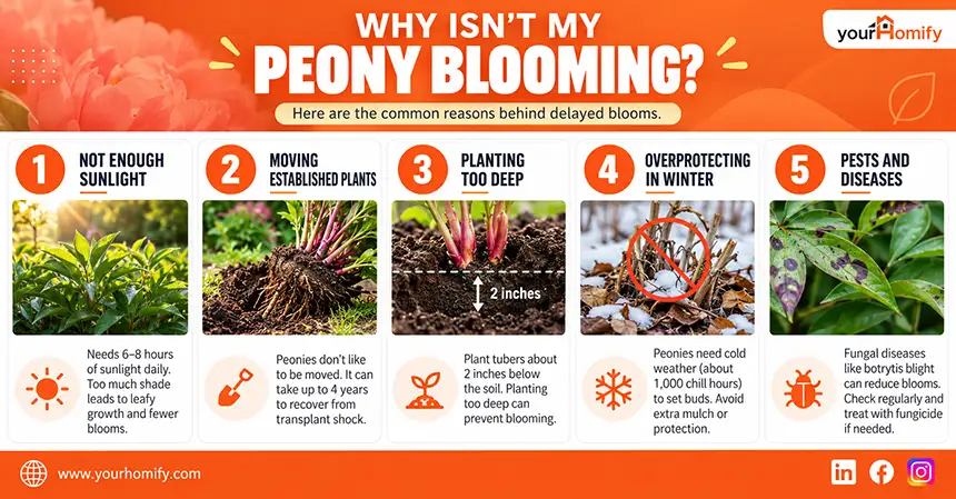 why isn’t the peony blooming